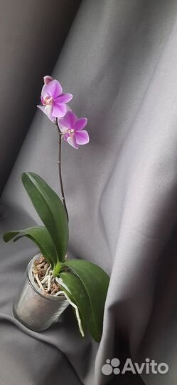 Орхидея фаленопсис хатуюки цветущая