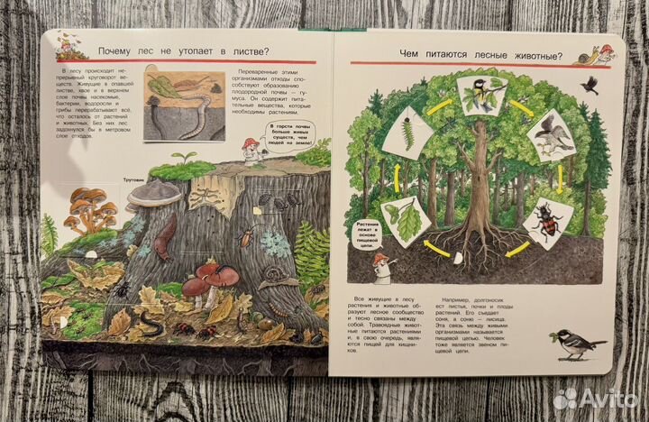 Что Почему Зачем Мы изучаем лес