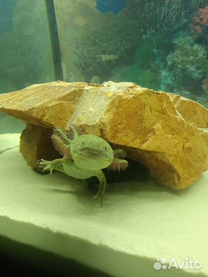 Аксолотли (Лунтики)