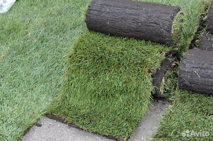 Теневыносливый рулонный газон. Укладка с гарантией