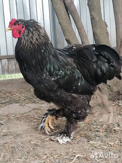 Петух брама