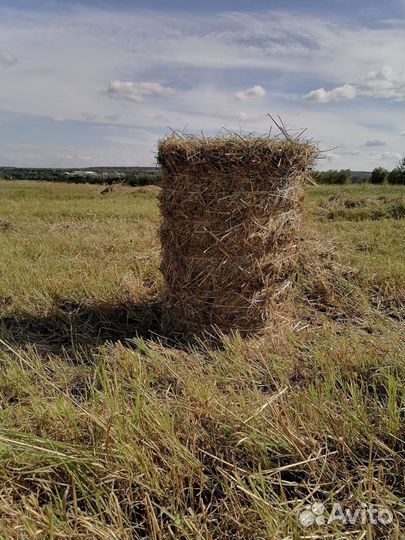 Сено солома в рулонах