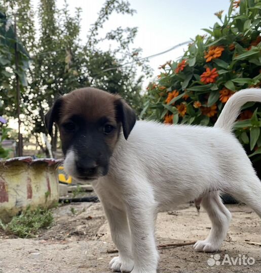 Гладкошерстный фокстерьер