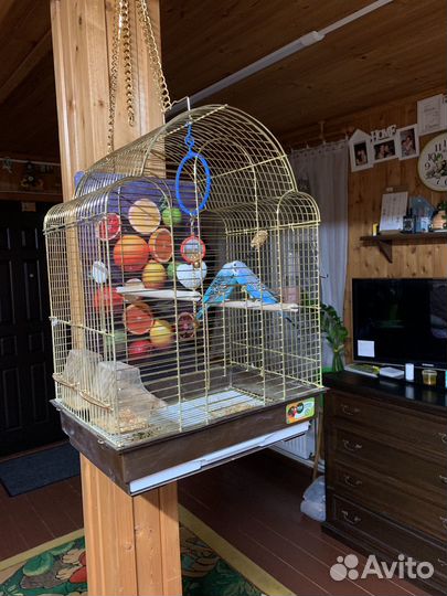 Волнистый попугай