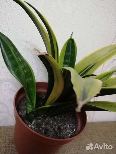 Сансевьерии