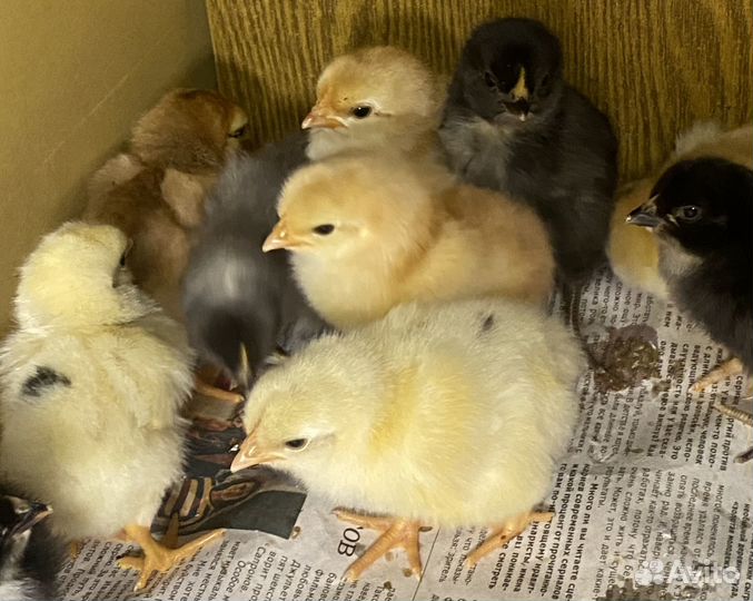 Суточные цыплята