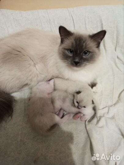 Кошки Рэгдолл