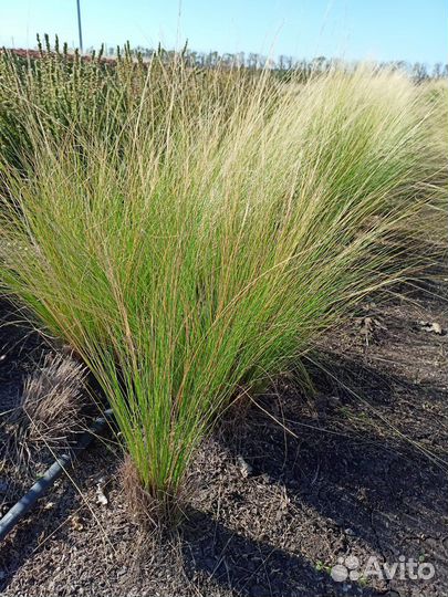 Злаки, малиния, сеслерия, овсянница сизая, ковыль