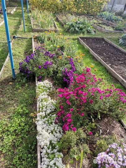 Астра новобельгийская Роял Руби (Royal ruby)