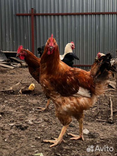 Домашние петушки