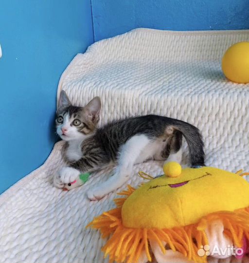 Маркиз в дар