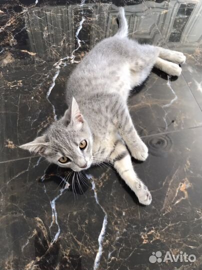 Кошка серая пятнистая