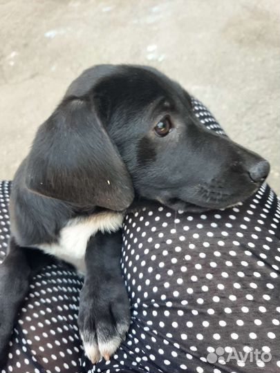 Щенок Зайчик