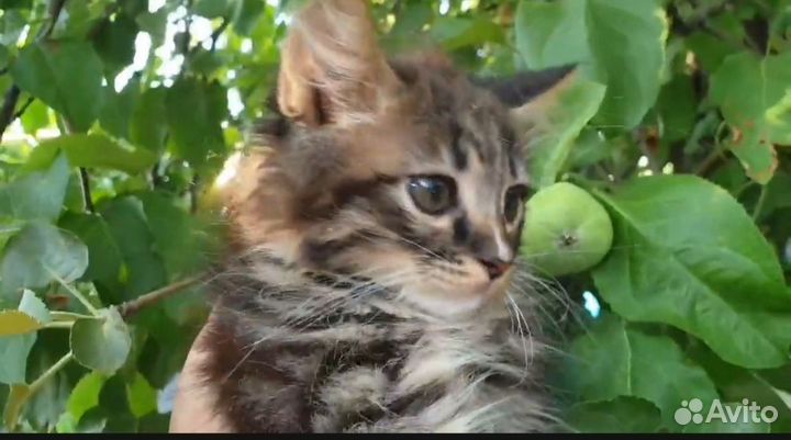 Маленький котейка