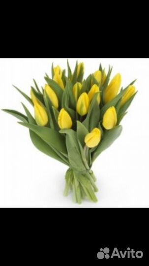 Тюльпаны ирисы свежие