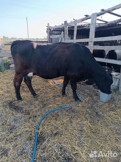 Корова с теленком