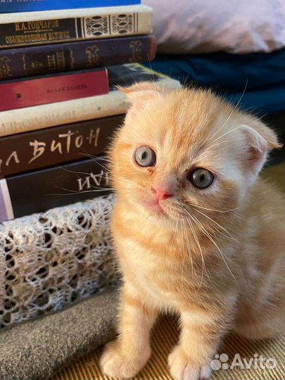 Шотландские вислоухие котята