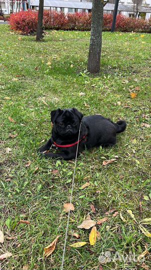 Передержка собак в домашних условиях