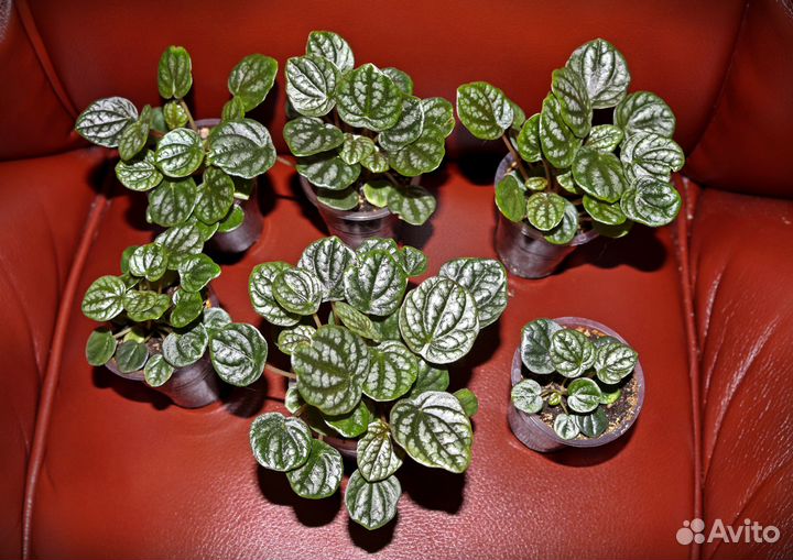 Пеперомия, Peperomia Burbella