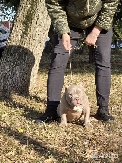 Американский булли