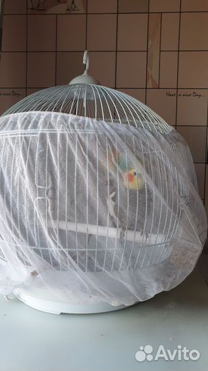 Продам попугая корелла