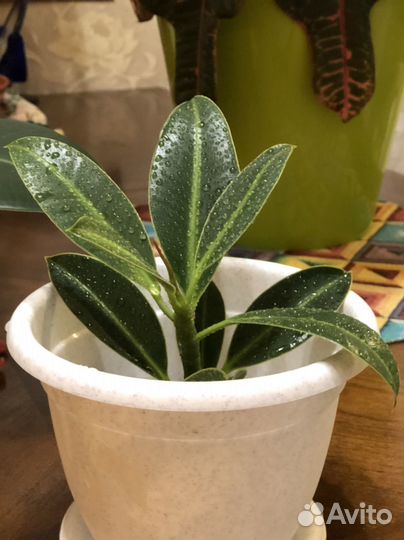 Комнатные цветы