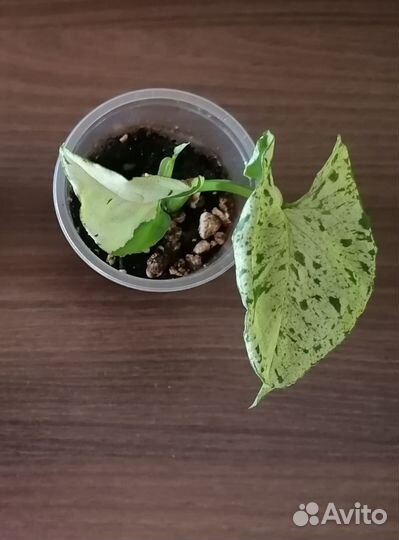 Сингониумы разные сорта