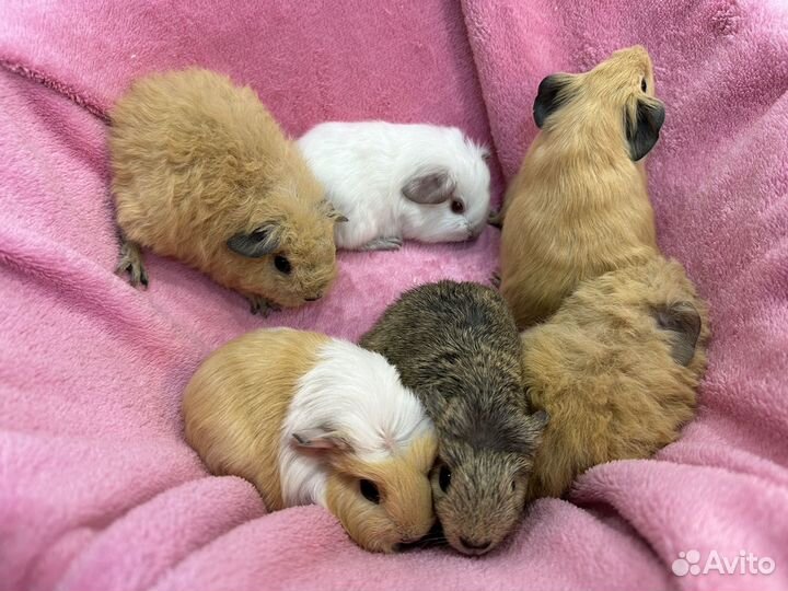 Морские свинки