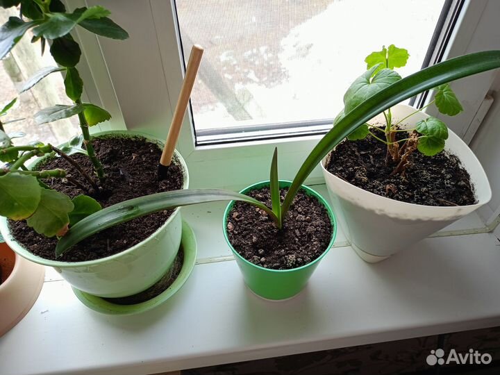 Комнатные цветы