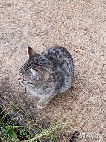 Котятки в добрые руки