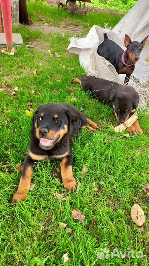 Щенки ротвейлера