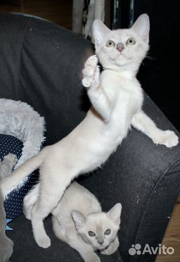 Бурманская