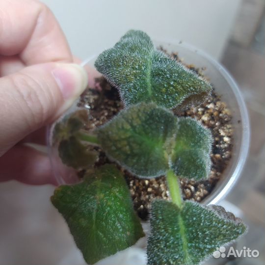 Эписции разные