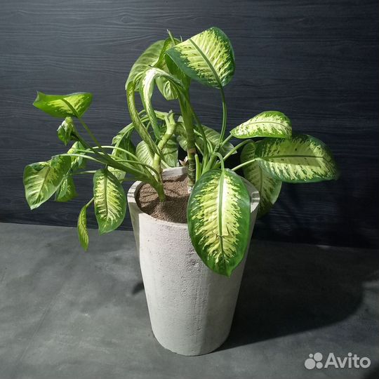 Горшки, Вазоны, Кашпо под заказ из бетона