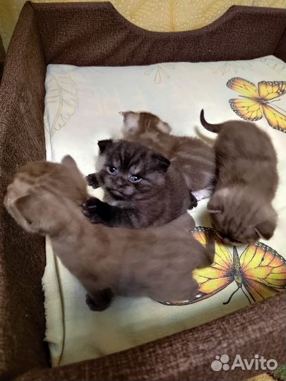 Шотландские котята