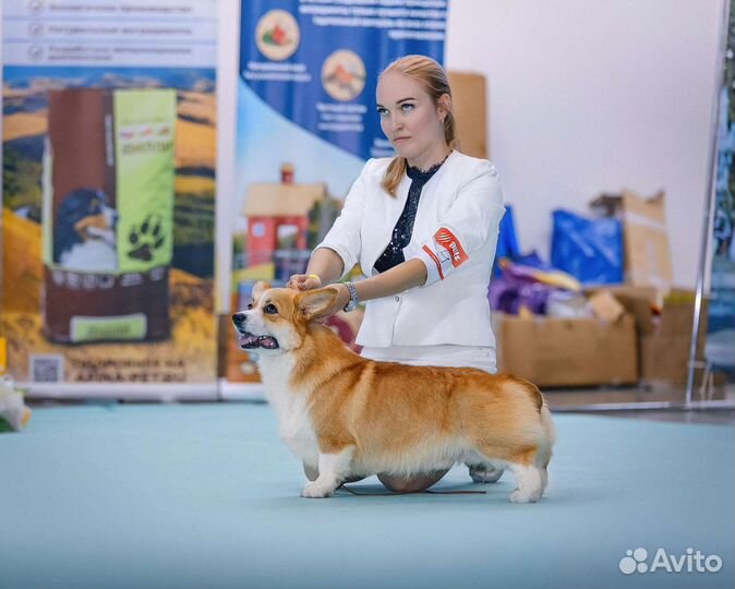 Вязка корги Чемпион