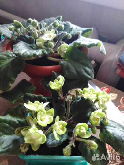 Фиалка цветущая