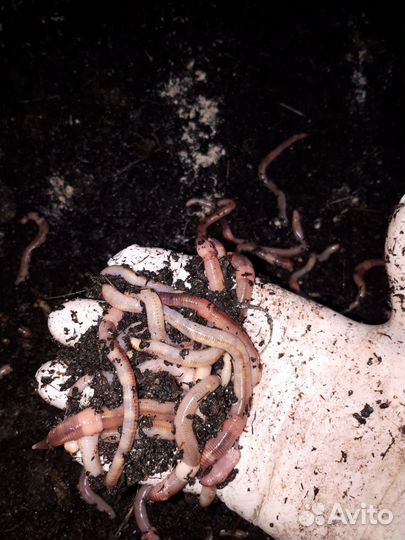 Черви Дендробена