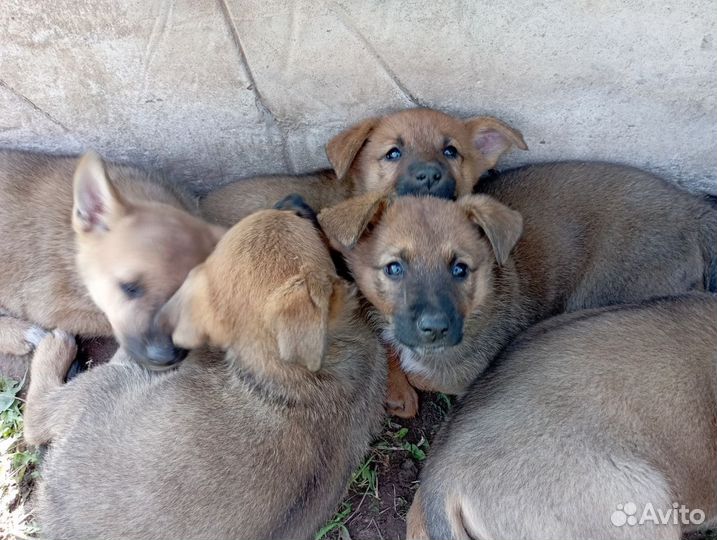 Отдаём щенят