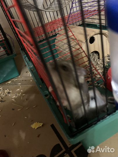 Джунгарский хомяки