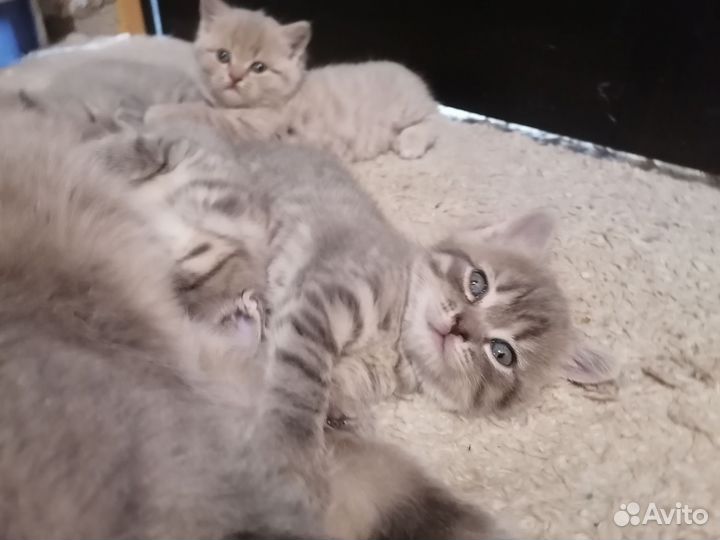 Котята в дар бесплатно