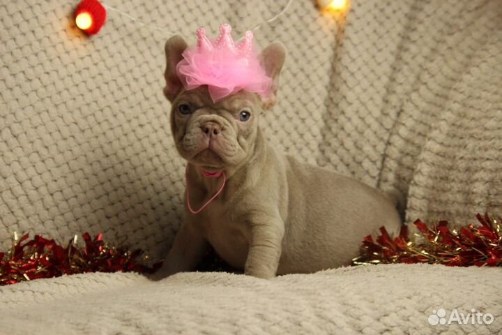 Французский бульдог, Изабелла, роджо, эксклюзив