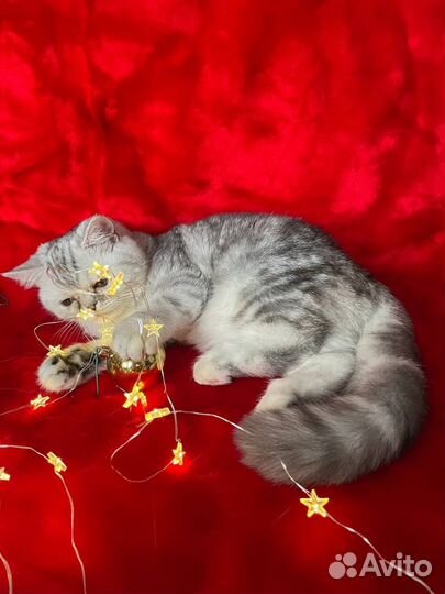 Серебристая шиншилла котенок