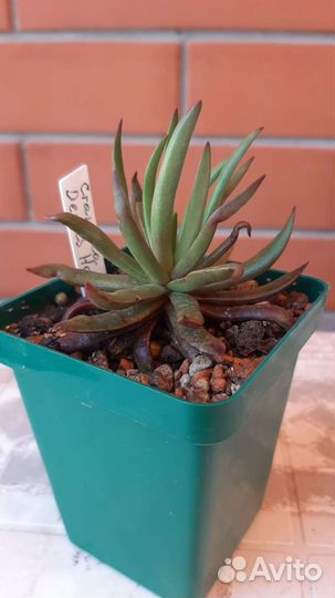 Эхеверии. крассулы