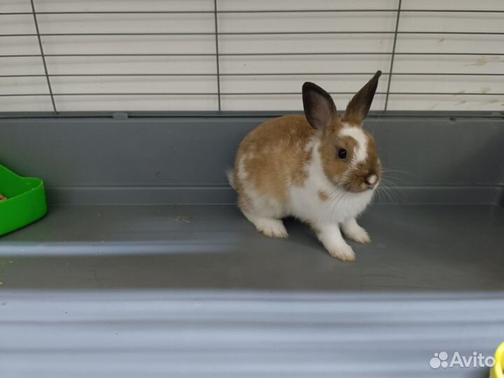 Декоративный кролик