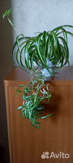 Хлорофитум кудрявый, хатиора, алое