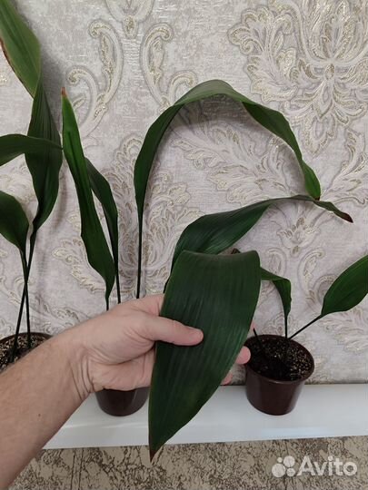 Аспидистра