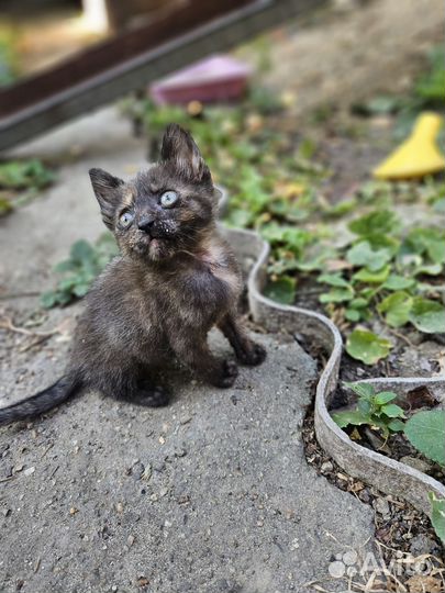 Котята черепахового окраса бесплатно