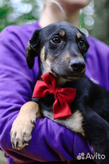 Щенок ищет дом и заботливые руки