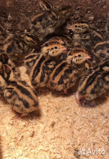 Перепела Фараон, инкубац. яйцо